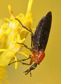 Dilophus spinipes